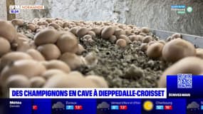Seine-Maritime: un producteur fait pousser ses champignons dans une cave