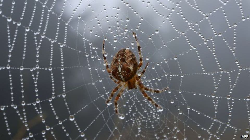Pourquoi les araignées rentrent dans les maisons - Le Soir