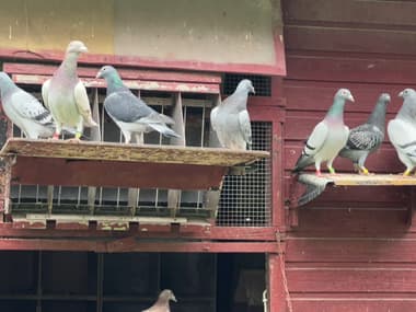 Des pigeons à Mont-Saint-Aignan. 