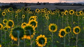 Des tournesols à maturité dans un champ du sud-ouest de la France en août 2020.