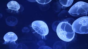 Une piqûre de méduse doit être rincée à l'eau de mer.