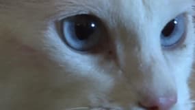 Achille le chat sera-t-il aussi bon que Paul le poulpe au Mondial? 
