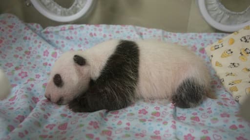 Photo fournie le 12 juillet 2017 par le zoo de Tokyo du bébé panda né il y a un mois
