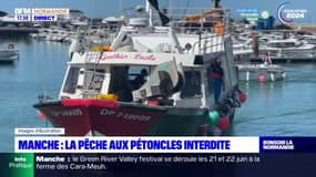 La pêche aux pétoncles interdite dans la Manche