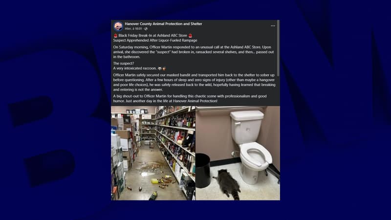 "Il a été relâché en toute sécurité dans la nature": un raton laveur cambrioleur retrouvé ivre mort dans un magasin d'alcool