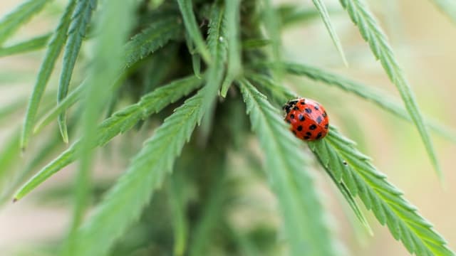 Le secteur du cannabis est sans doute l'objet d'une vaste bulle spéculative à Wall Street. Le producteur Tilray gagne désormais 1100% en quelques semaines.