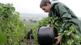 Deux travailleurs portugais accusent des viticulteurs de l’Aude de les avoir fait travailler tout l'hiver, de novembre 2012 à avril 2013, « sauf les jours de pluie », pour 700 € par mois.