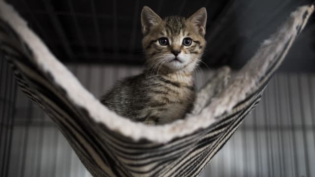 New York Pourrait Etre Le Premier Etat Americain A Interdire Le Degriffage Des Chats