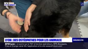 Lyon: des ostéopathes pour les animaux