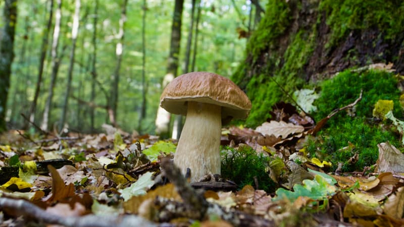 Un champignon de la variété des bolets au pied d'un arbre, en pleine forêt. 