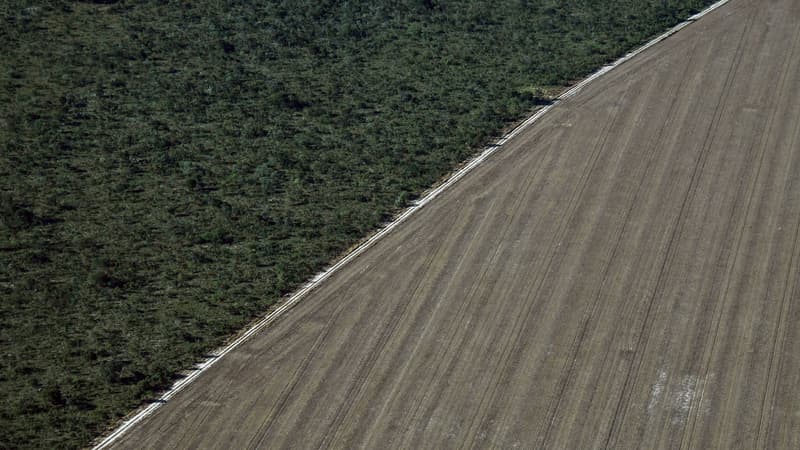 Pire déforestation en sept ans dans le Cerrado, la savane brésilienne