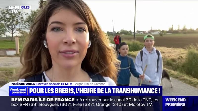 En Haute-Garonne, la transhumance des brebis attire des spectateurs