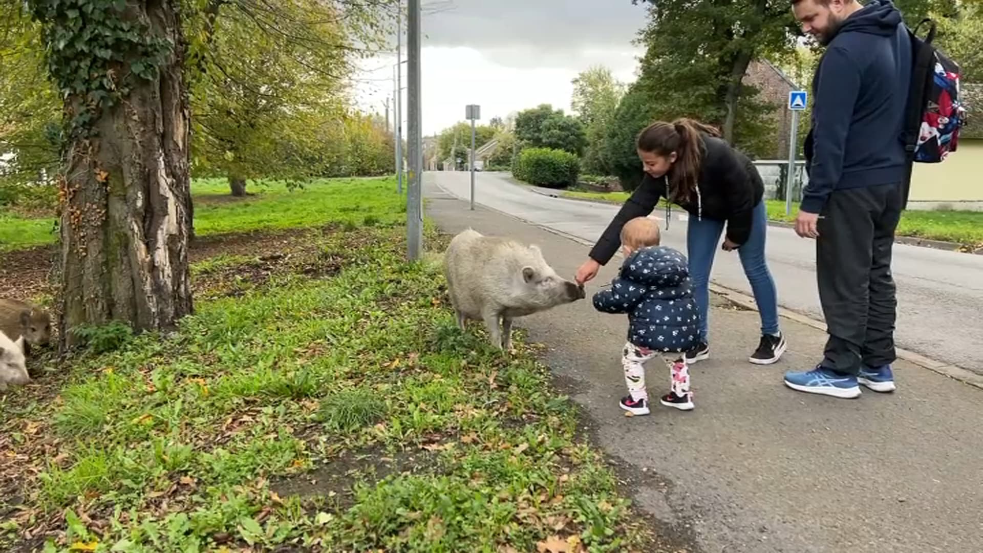 Très docile, Tipote se laisse caressée par les habitants d'Escautpont.