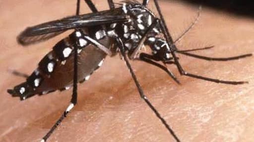 Alerte Au Moustique Tigre Temoignages Et Conseils Alerte Au Moustique Tigre Temoignages Et Conseils