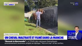 Manche: une vidéo montre un cheval violenté dans une écurie