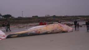 Une baleine de 16 tonnes s'est échouée sur la plage de "Pors Carn" à Penmarc'h.