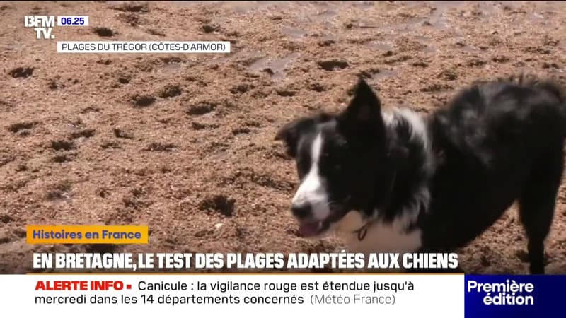 Bretagne: des plages ouvertes aux chiens en phase de test