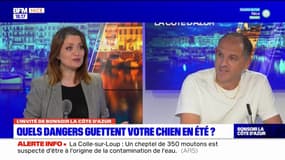 Le véto répond à vos questions sur BFM Nice Côte d'Azur