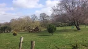 Vendée : un arbre déraciné par la tempête à Le Givre  - Témoins BFMTV