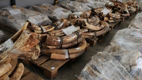 Des saisies d'ivoire sont régulièrement effectuées par les autorités, comme au Kenya et en Tanzanie en octobre 2012.