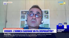 Annulation de la récolte d'arnica: le chargé de mission pour Natura 2000 du parc des Vosges se dit "inquiet" pour l'avenir de la filière 