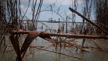 Du brut lourd provenant de la marée noire dans le golfe du Mexique a atteint les bayous de Louisiane et les puissants courants marins pourraient propager les nappes de pétrole jusqu'en Floride et au-delà. /Photo prise le 19 mai 2010/REUTERS/Lee Celano