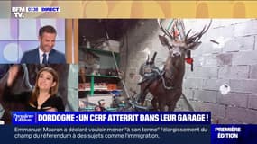 L'image du jour : Un cerf atterrit dans leur garage en Dordogne ! - 05/10
