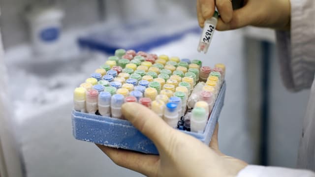 A l'âge adulte, le jeune anglais pourra réutiliser ses cellules