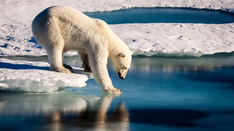 Un ours polaire teste la solidité de la glace arctique (photo d'illustration)
