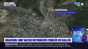 Oraison: une vache gestante retrouvée criblée de balles
