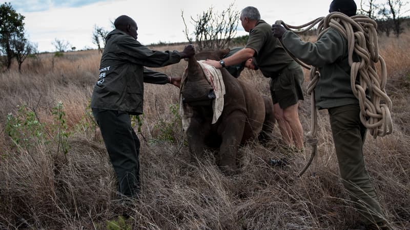 Des rangers guident un rhinocéros pour l'éloigner d'une zone où le risque de braconnage est élevé.