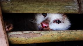 Des milliers de chats entassés dans des caisses ont été retrouvés à l'arrière d'un camion, mardi 27 janvier, par les autorités vietnamiennes. 