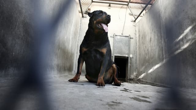 Aisne Un Bebe De 14 Mois Tue Par Le Rottweiler De La Famille