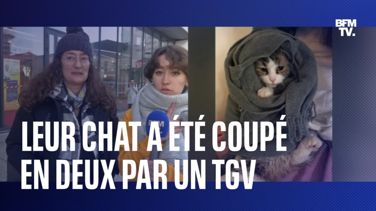 rêve chat coupé en deux