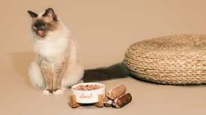 Elmut : une alimentation équilibrée pour chat et chien à partir de recettes artisanales 