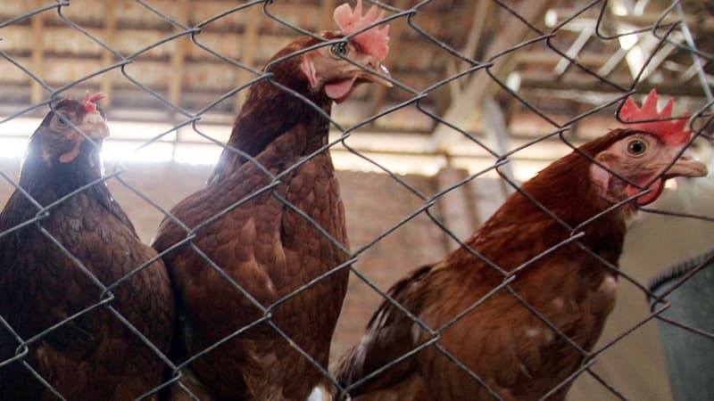L'Autorité européenne de sécurité des aliments recommande de bannir l'élevage en cage des volailles