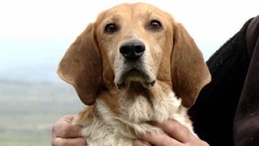 Le chien Diabolo va bien mieux, depuis le mois d'octobre il est en famille d'accueil grâce à la SPA et 30 millions d'Amis.
