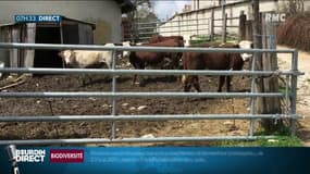 Quand les loups chassent en plein centre-ville: "Si l'un d'eux traverse une cour d'école, personne n'est habilité à tirer dessus"