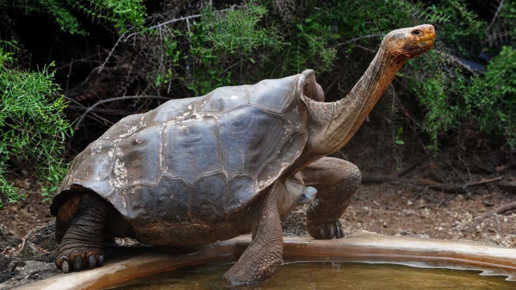 Une tortue géante espagnole, en Equateur, en juin 2013.