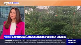 Branches, couleur, hauteur...Nos conseils pour bien choisir son sapin de Noël