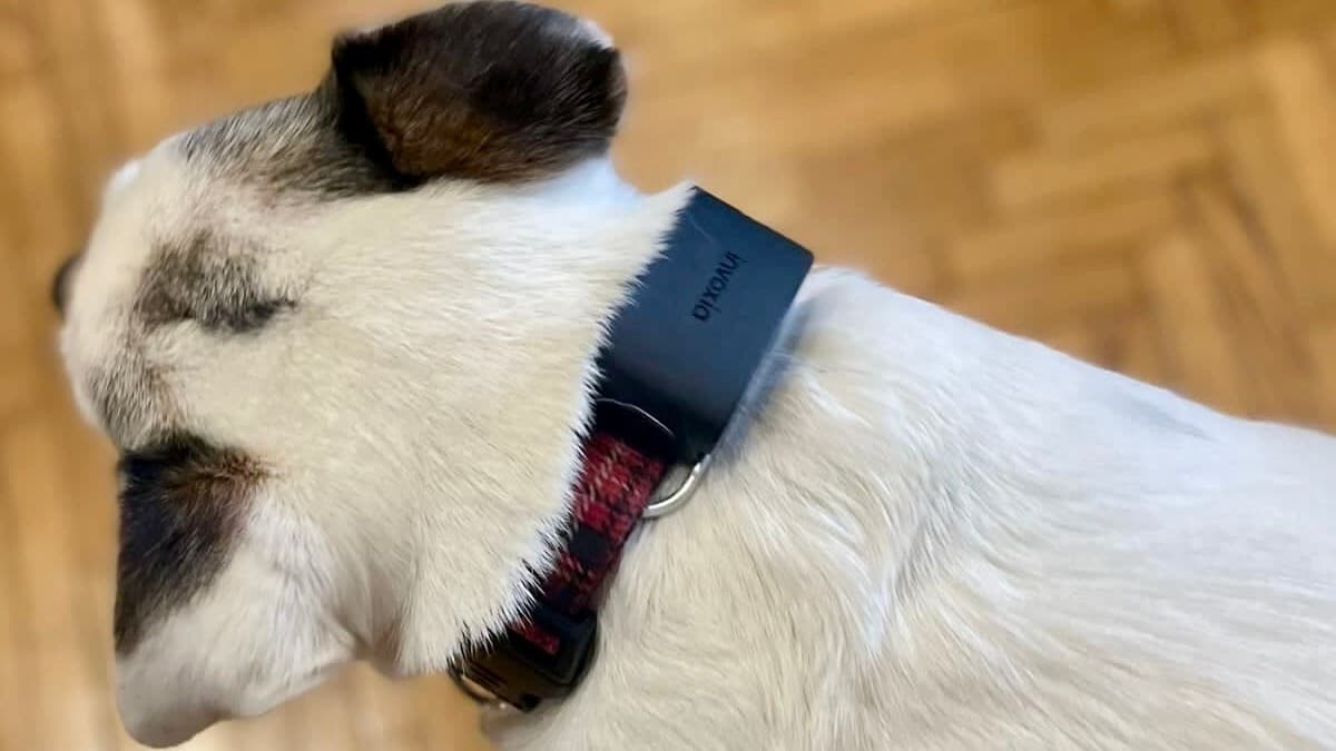 Grâce à son poids réduit, le dispositif Invoxia Minitailz peut être fixé sur le collier d'un chien ou d'un chat. Grâce à son poids réduit, le dispositif Invoxia Minitailz peut être fixé sur le collier d'un chien ou d'un chat.