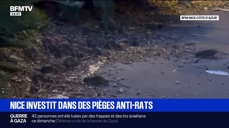 "C'est vraiment dégoûtant": la ville de Nice investit dans des pièges anti-rats
