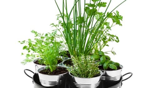 Kit d'aromates