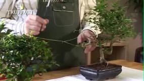 Tailler un bonsaï : les explications
