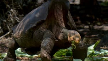 La tortue géante Diego, de la sous-espèce Chelonoidis hoodensis de l'île d'Espanola, dans un centre de reproduction en captivité au parc national des Galapagos, le 27 février 2019