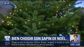 Bien choisir son sapin de Noël