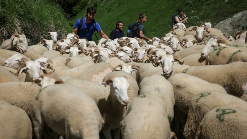 Accord UE-Mercosur, dermatose... Entre crises sanitaire et politique, les éleveurs réunis en sommet attendent des réponses