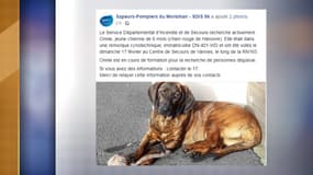 La jeune chienne des sapeurs pompiers de Vannes a été volée 