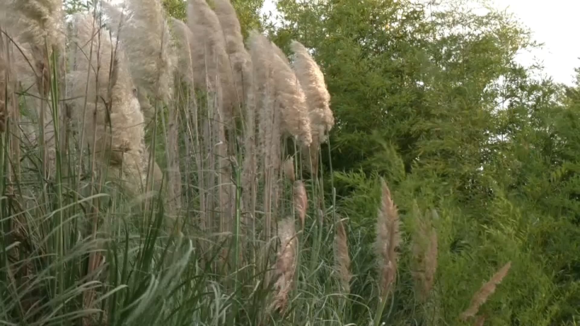 "ON A TOUJOURS DE LA DEMANDE": PLUS D'UN AN APRÈS L'INTERDICTION DE L'HERBE DE LA PAMPA, LA PLANTE FAIT DE LA RÉSISTANCE