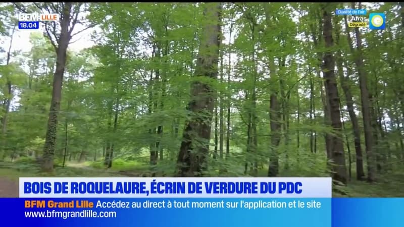 Le bois de Roquelaure à Lapugnoy, espace naturel préféré du Pas-de-Calais?